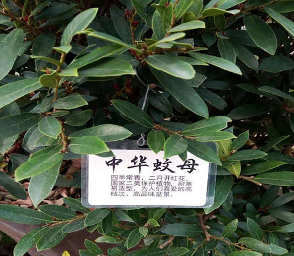 蚊母树