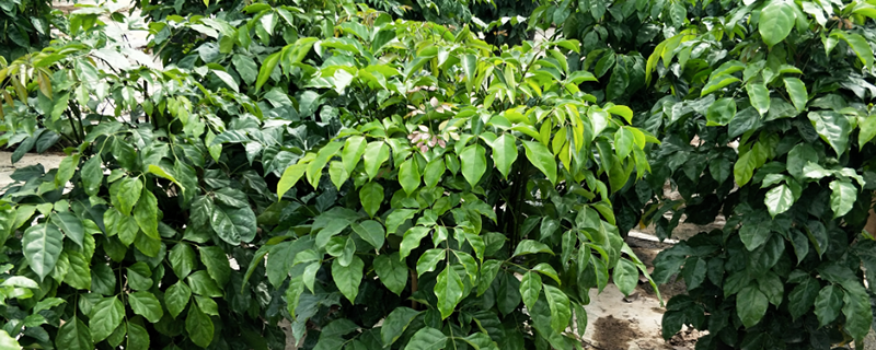 幸福树盆栽
