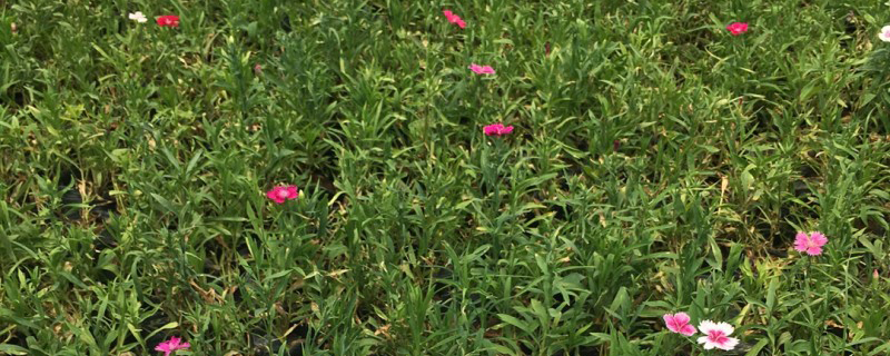 冬季里最耐寒的15种花卉