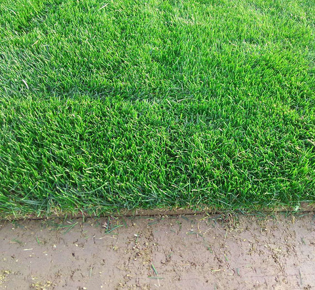 果岭草是冷季型还是暖季型?果岭草草坪优缺点