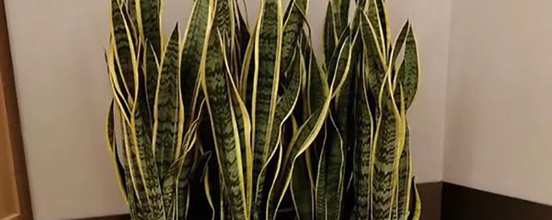 7种适合卧室养的植物