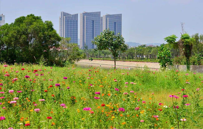 绿化缀花草坪