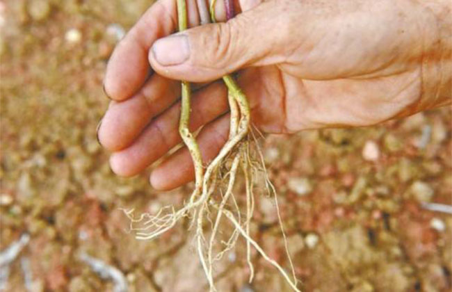 人参几月份种植?人参种植条件和方法