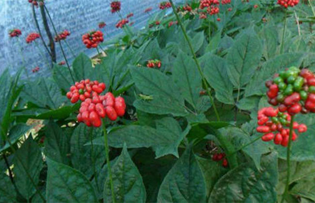 人参几月份种植?人参种植条件和方法