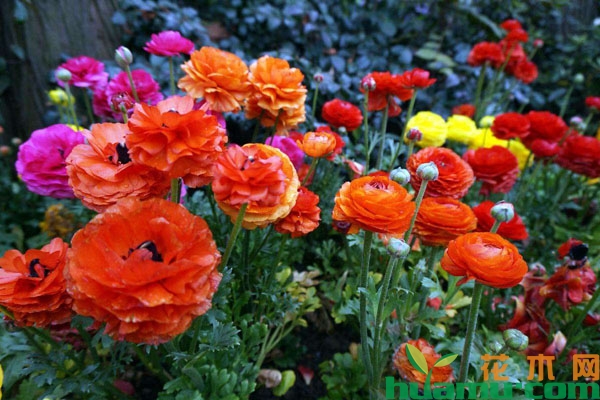 花毛茛