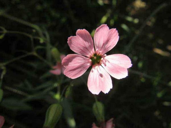 麦蓝菜