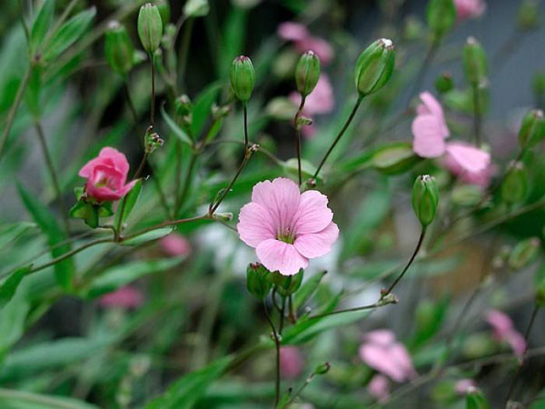 麦蓝菜