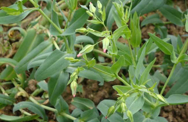 麦蓝菜