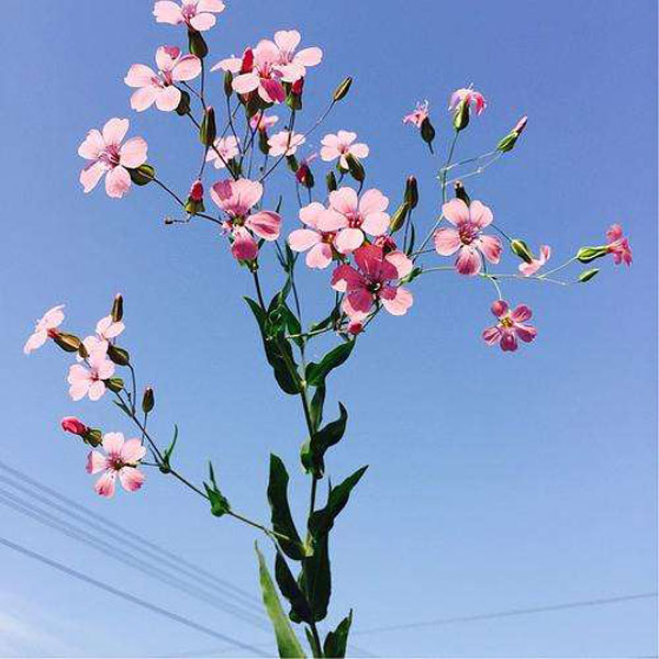 麦蓝菜
