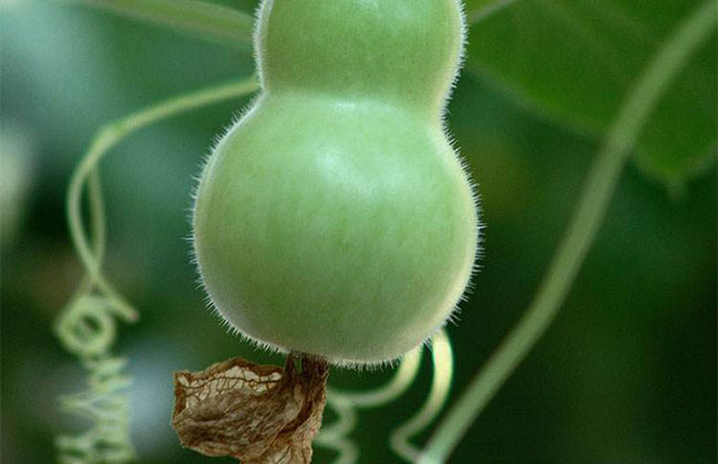 葫芦什么时候种植?盆栽葫芦种植方法图解