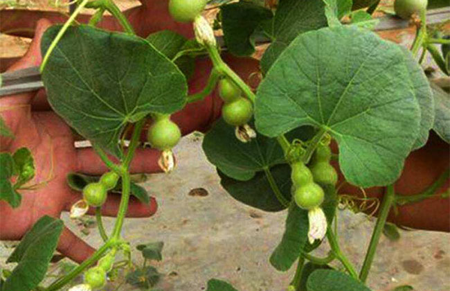 葫芦什么时候种植?盆栽葫芦种植方法图解