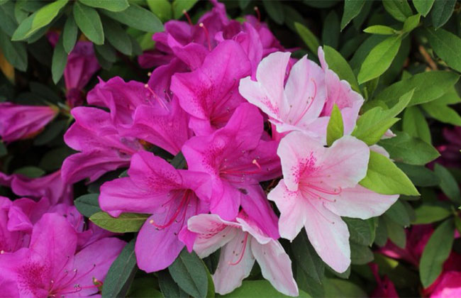 杜鹃花
