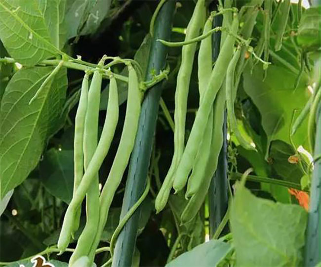 七月种植什么蔬菜?七月生长快速的蔬菜