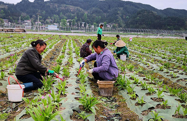 药材