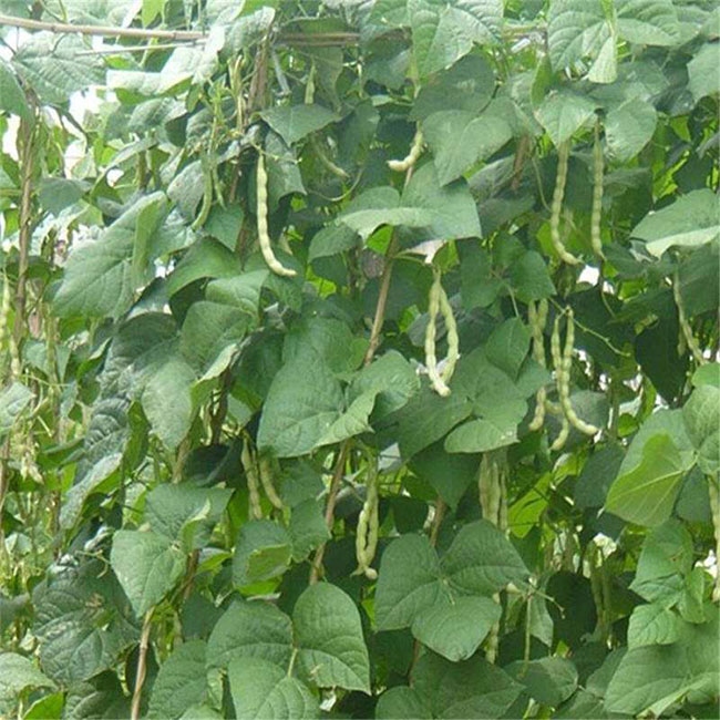 露天豆角