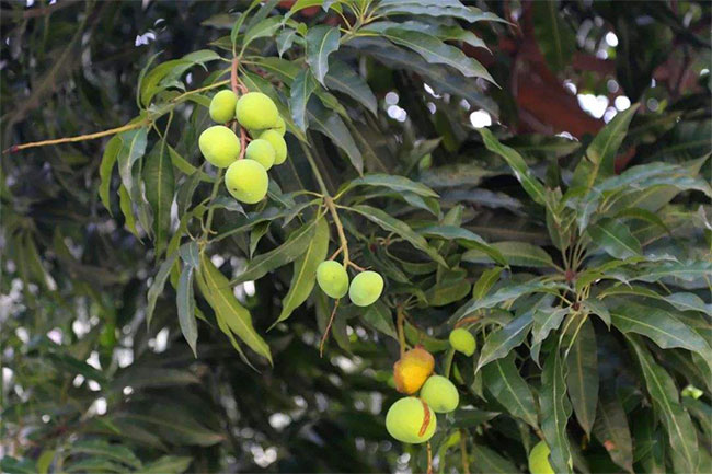 绿化芒