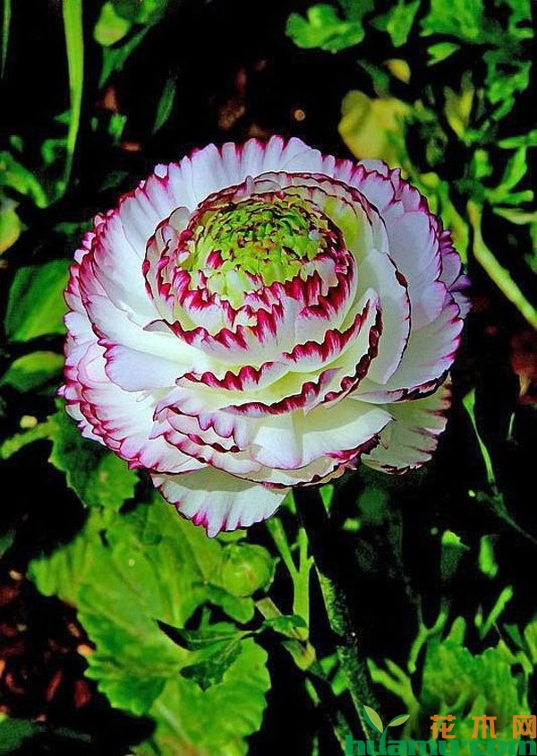 花毛茛