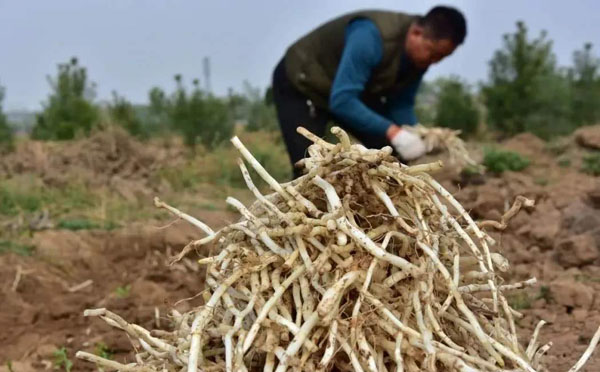 银条有什么价值？银条的产地在哪里？