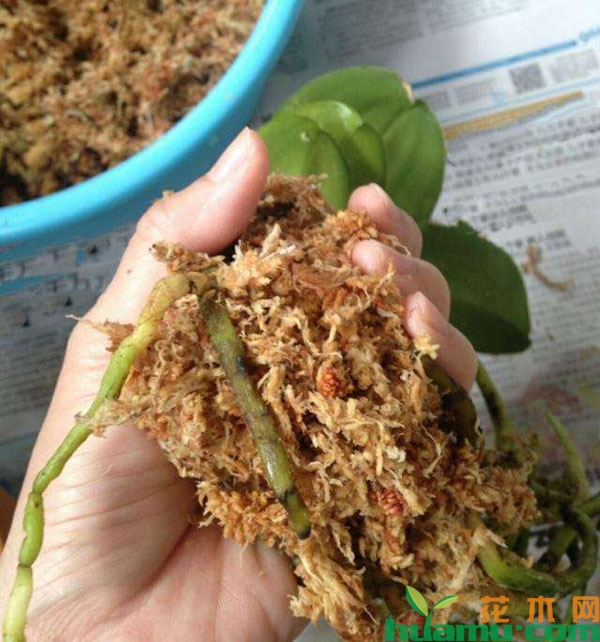 蝴蝶兰
