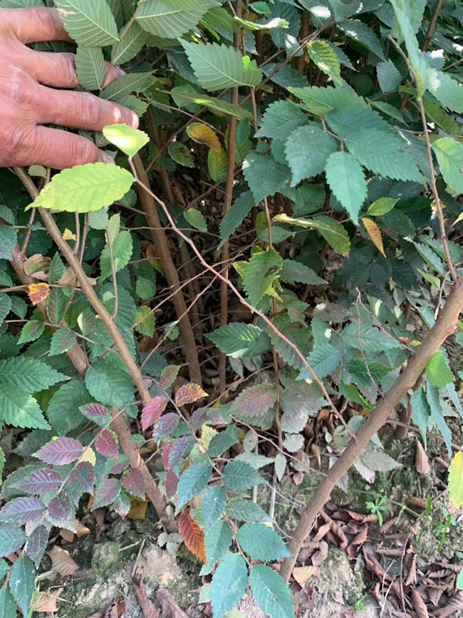 榉树是景区绿化中最常用园林植物，观赏价值极高，经常作为行道树或者观赏树，也可以群植栽种成风景。红榉树抗污染能力十分强悍，不仅树姿优美，高大雄伟，还可以吸收有害气体，抗风能力强，不易伏倒。那么，红榉树未来十年前景如何?红榉树种植多久成才?下面我们一起来看看吧!一、红榉树未来十年前景如何? 1、观赏 红榉树生长快，树干通直，树姿优美，枝叶繁茂，春季开花，秋季叶子会变成红色，观赏性极高。 2、绿化 红榉树环境适应能力强，栽植应用广泛，不仅可以绿化种植，还有不错的抗污染、抗风能力，可吸收有害气体，改善空气质量，植株根深性，可以防风固土，经常用作护林带树种和水土保持树种。 3、经济 红榉树木材坚硬、有弹性、并且不会缩水，木材纹理清晰有光泽，可以用来制作很多家具和其他器具，经济价值很高。 4、前景 榉树的适应能力强，栽植地区广泛，发挥的绿化和生态价值比较明显，经常用作生态绿化树种栽植在各大场所，产量和需求量都非常大，种植前景不错。 二、红榉树种植多久成才? 红榉树分布地区广，目前主要分布在广东、广西、贵州、云南、安徽、湖北、湖南等地，南方地区栽植广泛。红榉树幼苗生长稍慢，种植6—7年后开始转快，树体七八十年不衰退，百年大树仍能正常结实。三、2020红榉市场价格行情 南京市浦口区来云园艺场米径15公分红榉1600元一棵; 江苏 镇江句容地之缘苗木基地米径7公分红榉80元一棵; 宿迁宏洲园林绿化工程有限公司地径2公分红榉10元一棵; 江苏南京南京宝泉苗木苗圃场米径4公分红榉28元一棵; 江苏宿迁三叶园林植物有限公司米径12公分红榉600元一棵。 以上就是关于红榉树未来十年前景如何和红榉树种植多久成才的相关介绍，不同地区不同规格的红榉树价格不一样，具体要以当地行情为准。以上是中国花木网提供的红榉树基地最新报价信息，关注花木网可获得各产地商城实时报价，及时掌握苗木行情，做活苗木生意。