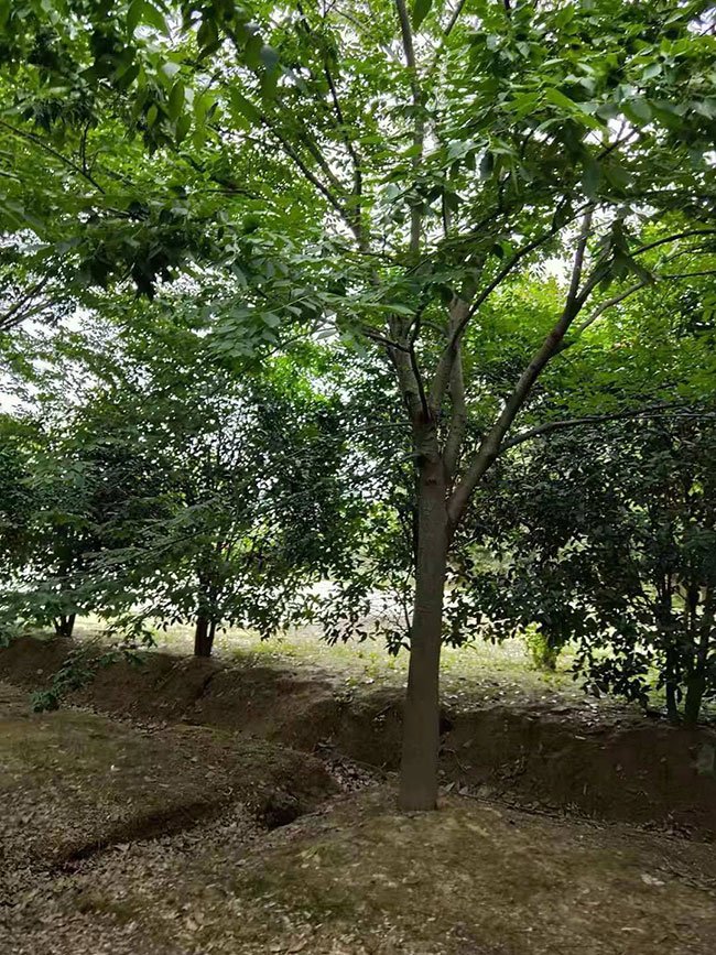 红榉树