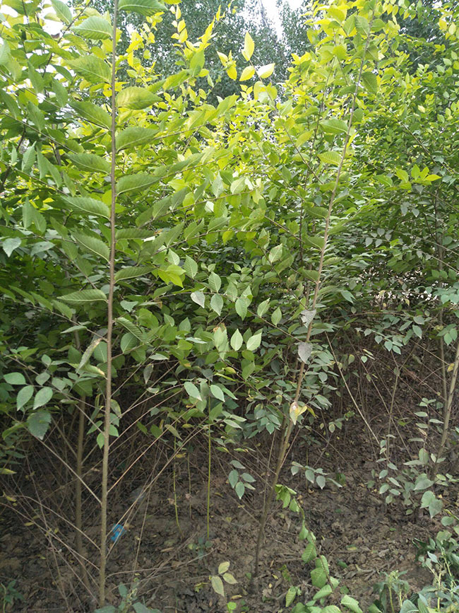 2020年什么苗木前景好?种植什么树木利润高?