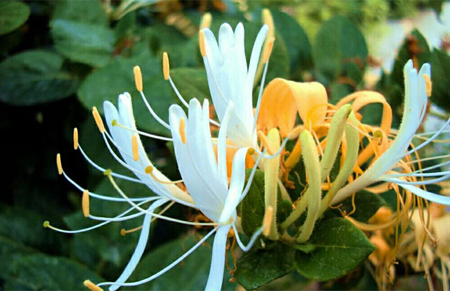金银花