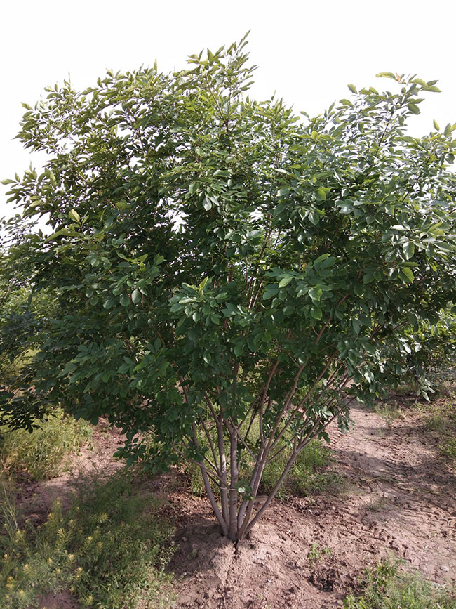 种植景观树经济前景如何?种植景观树利润