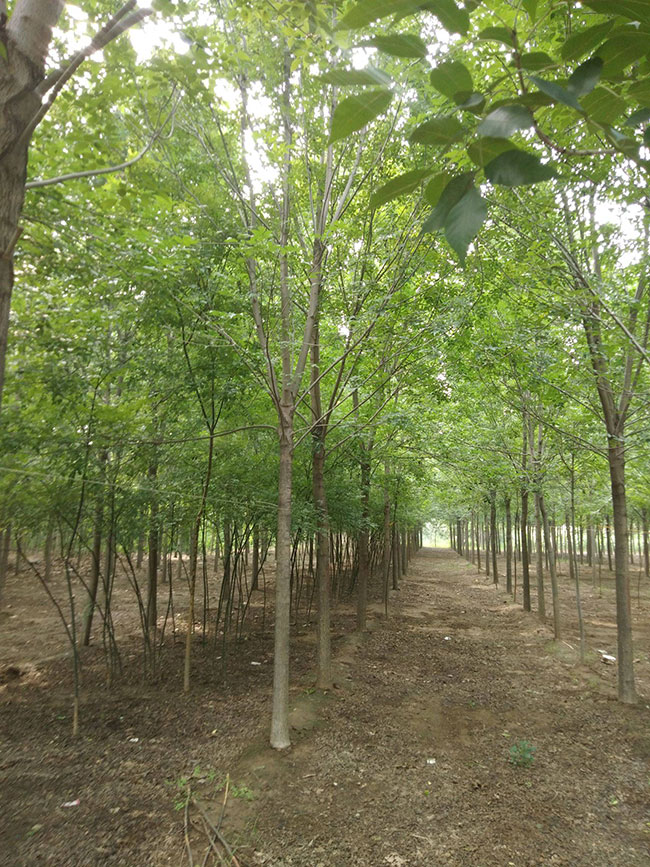 北方农村种什么树最有前景?北方既耐寒又名贵树种