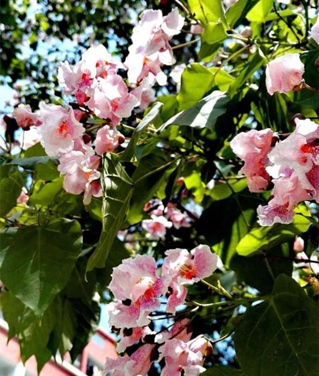 楸树适合门前种植吗?楸树可以种在院子里吗?