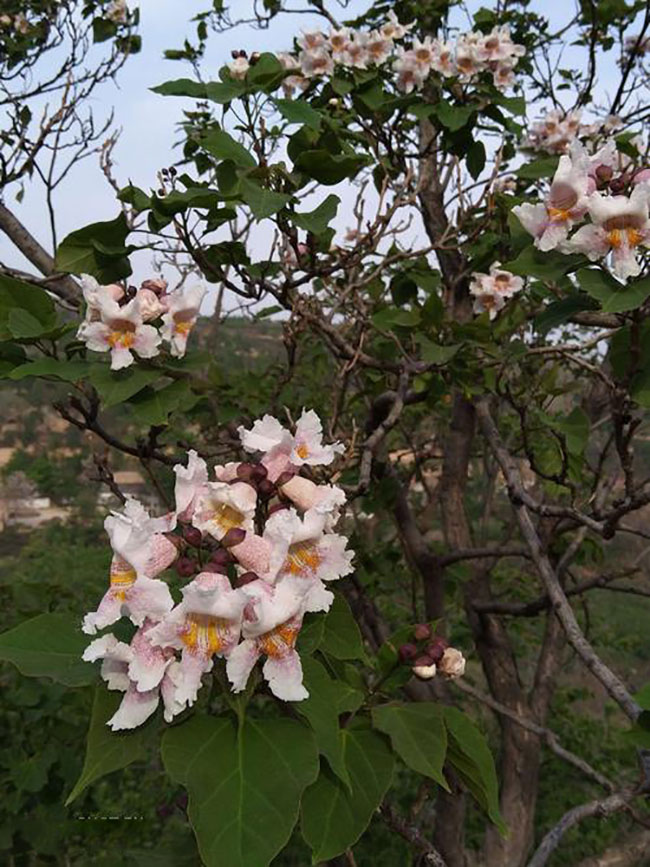 楸树开花