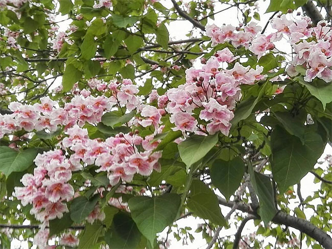 楸树开花