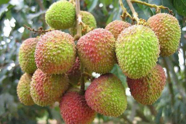 荔枝