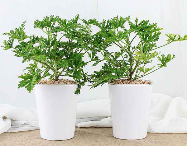 驱蚊草