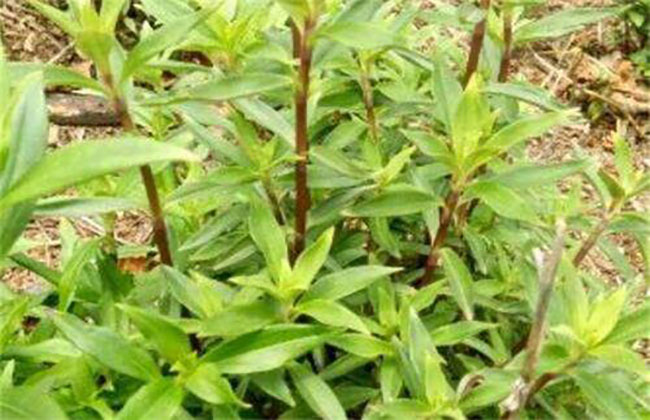 龙胆草亩产多少斤?高产龙胆草种植技术