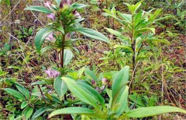龙胆草种植前景如何?种植龙胆草一亩年赚多少钱?