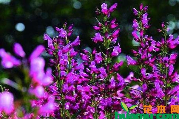 钓钟柳几月播种？钓钟柳播种方法介绍