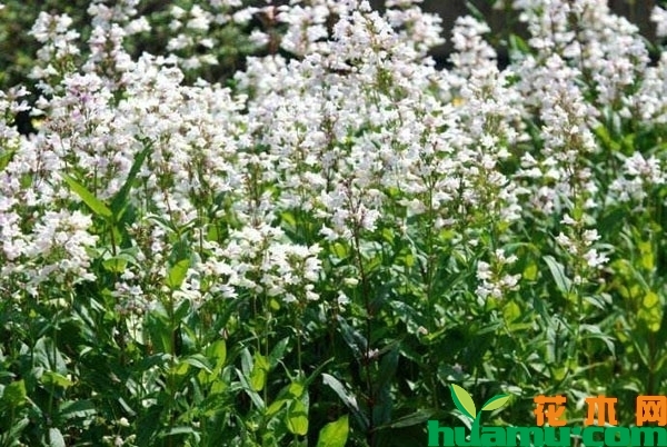 钓钟柳种植