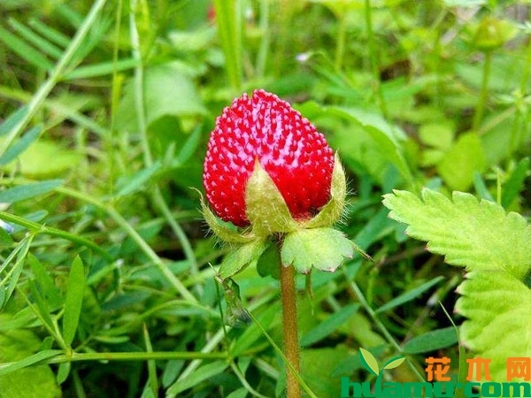 蛇莓能吃吗？蛇莓能直接食用吗？