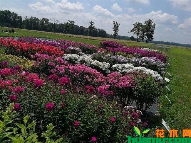 宿根福禄考