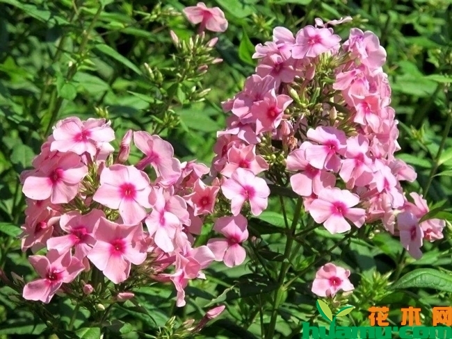 宿根福禄考.jpg