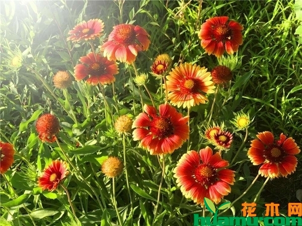 天人菊