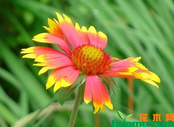 天人菊