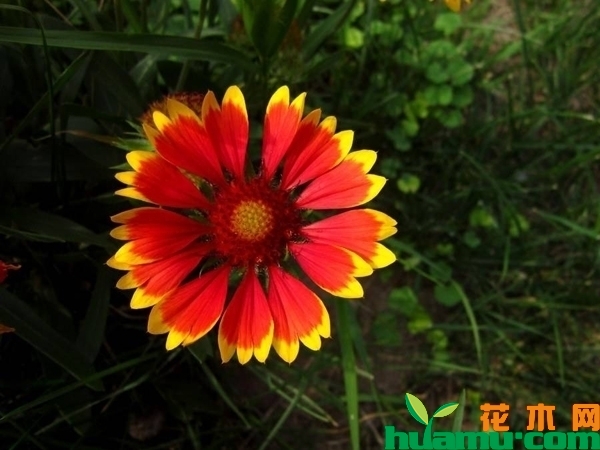 天人菊