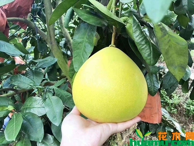 柚子树苗什么品种好?价格多少钱一棵?
