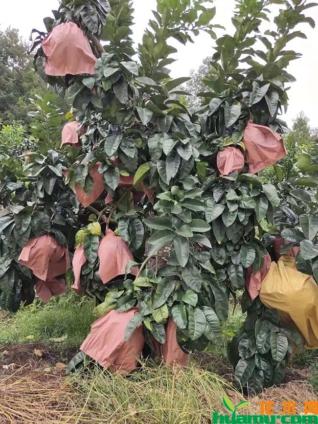 柚子树苗什么品种好?价格多少钱一棵?