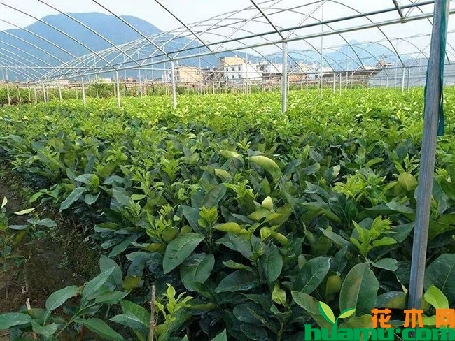 柚子树苗什么品种好?价格多少钱一棵?