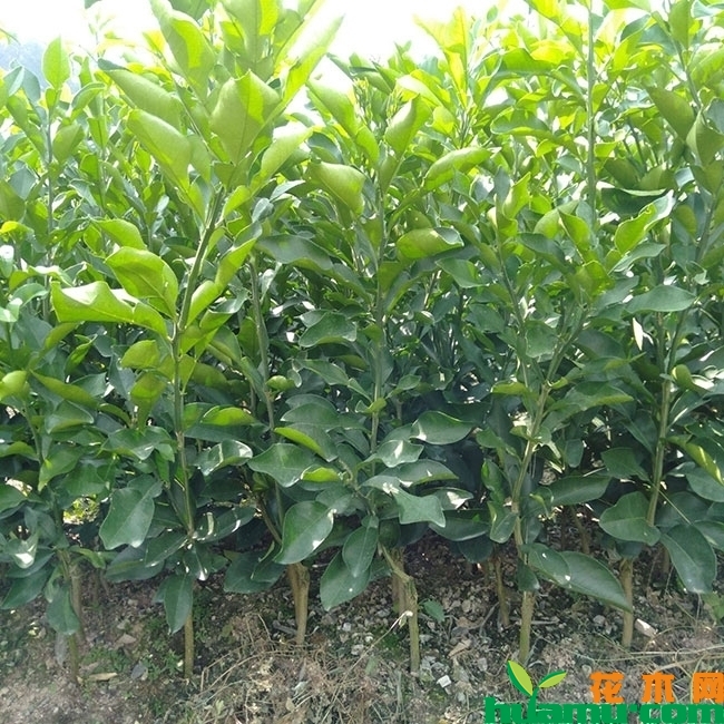 柚子树苗什么品种好?价格多少钱一棵?