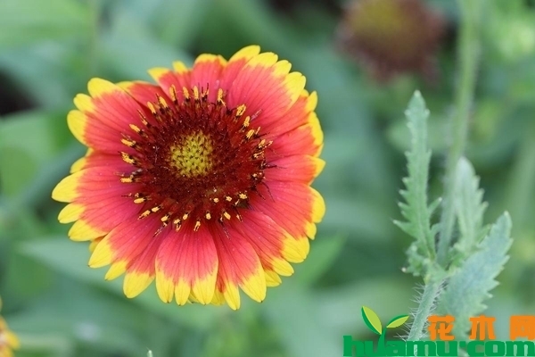 天人菊