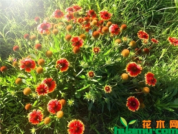 天人菊